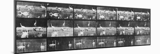 Album sur la décomposition du mouvement:Animal Locomotion/cygnes et flamands-Eadweard Muybridge-Mounted Giclee Print