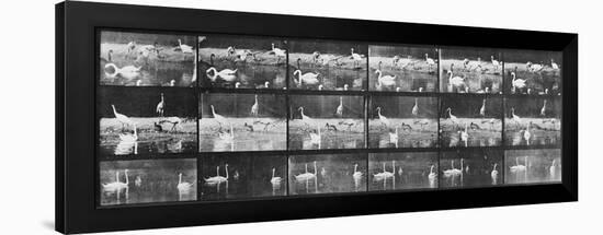 Album sur la décomposition du mouvement:Animal Locomotion/cygnes et flamands-Eadweard Muybridge-Framed Giclee Print