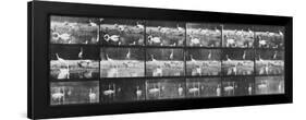 Album sur la décomposition du mouvement:Animal Locomotion/cygnes et flamands-Eadweard Muybridge-Framed Giclee Print