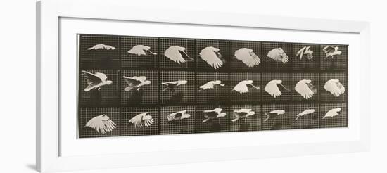 Album sur la décomposition du mouvement : "Animal locomotion". Le Perroquet volant-Eadweard Muybridge-Framed Giclee Print