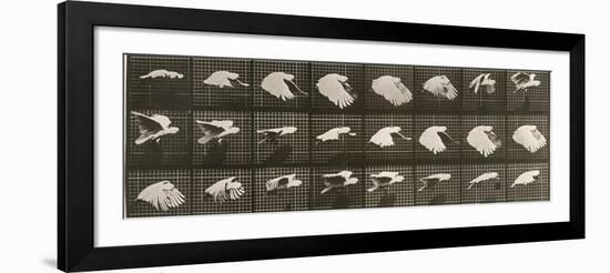 Album sur la décomposition du mouvement : "Animal locomotion". Le Perroquet volant-Eadweard Muybridge-Framed Giclee Print