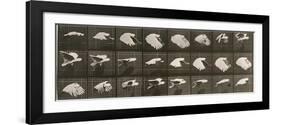 Album sur la décomposition du mouvement : "Animal locomotion". Le Perroquet volant-Eadweard Muybridge-Framed Giclee Print