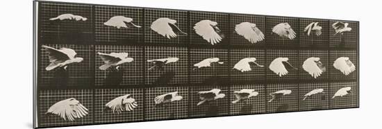 Album sur la décomposition du mouvement : "Animal locomotion". Le Perroquet volant-Eadweard Muybridge-Mounted Giclee Print