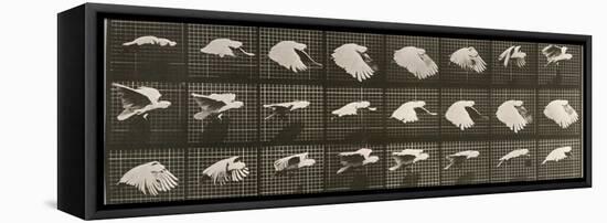 Album sur la décomposition du mouvement : "Animal locomotion". Le Perroquet volant-Eadweard Muybridge-Framed Stretched Canvas