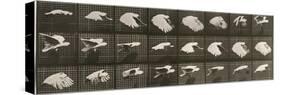 Album sur la décomposition du mouvement : "Animal locomotion". Le Perroquet volant-Eadweard Muybridge-Stretched Canvas