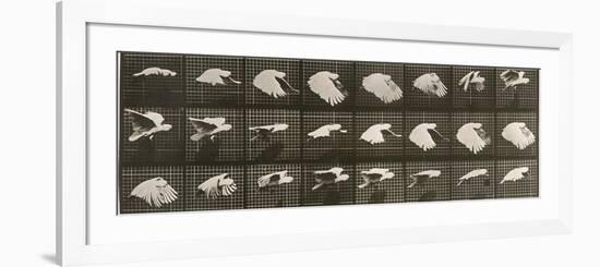 Album sur la décomposition du mouvement : "Animal locomotion". Le Perroquet volant-Eadweard Muybridge-Framed Premium Giclee Print