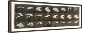 Album sur la décomposition du mouvement : "Animal locomotion". Le Perroquet volant-Eadweard Muybridge-Framed Premium Giclee Print