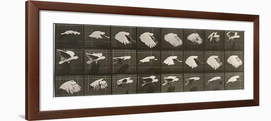 Album sur la décomposition du mouvement : "Animal locomotion". Le Perroquet volant-Eadweard Muybridge-Framed Premium Giclee Print