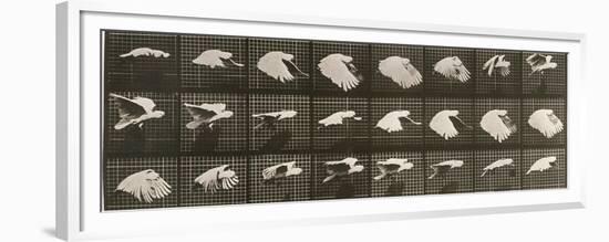 Album sur la décomposition du mouvement : "Animal locomotion". Le Perroquet volant-Eadweard Muybridge-Framed Premium Giclee Print
