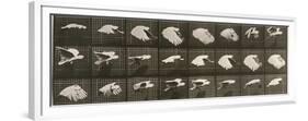 Album sur la décomposition du mouvement : "Animal locomotion". Le Perroquet volant-Eadweard Muybridge-Framed Premium Giclee Print