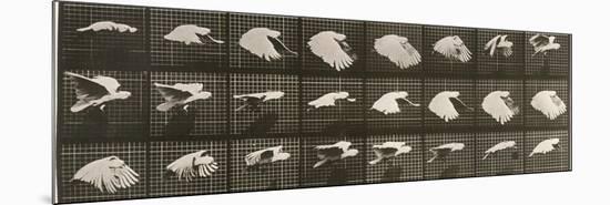 Album sur la décomposition du mouvement : "Animal locomotion". Le Perroquet volant-Eadweard Muybridge-Mounted Premium Giclee Print