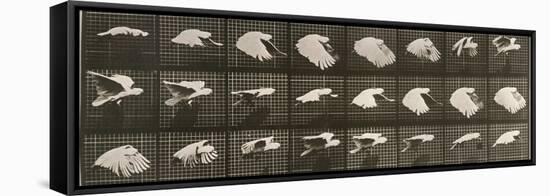 Album sur la décomposition du mouvement : "Animal locomotion". Le Perroquet volant-Eadweard Muybridge-Framed Stretched Canvas