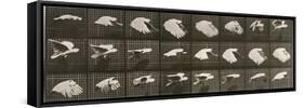 Album sur la décomposition du mouvement : "Animal locomotion". Le Perroquet volant-Eadweard Muybridge-Framed Stretched Canvas