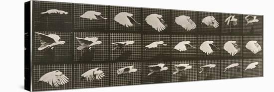 Album sur la décomposition du mouvement : "Animal locomotion". Le Perroquet volant-Eadweard Muybridge-Stretched Canvas