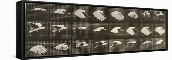 Album sur la décomposition du mouvement : "Animal locomotion". Le Perroquet volant-Eadweard Muybridge-Framed Stretched Canvas