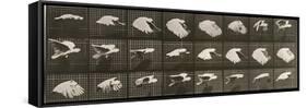 Album sur la décomposition du mouvement : "Animal locomotion". Le Perroquet volant-Eadweard Muybridge-Framed Stretched Canvas