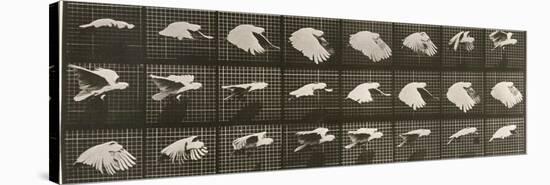 Album sur la décomposition du mouvement : "Animal locomotion". Le Perroquet volant-Eadweard Muybridge-Stretched Canvas