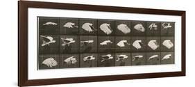 Album sur la décomposition du mouvement : "Animal locomotion". Le Perroquet volant-Eadweard Muybridge-Framed Giclee Print