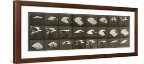 Album sur la décomposition du mouvement : "Animal locomotion". Le Perroquet volant-Eadweard Muybridge-Framed Giclee Print