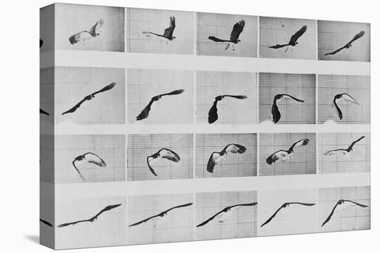 Album sur la décomposition du mouvement: Animal Locomotion: :perroquet volant-Eadweard Muybridge-Stretched Canvas
