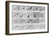 Album sur la décomposition du mouvement: Animal Locomotion: :perroquet volant-Eadweard Muybridge-Framed Giclee Print