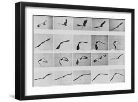 Album sur la décomposition du mouvement: Animal Locomotion: :perroquet volant-Eadweard Muybridge-Framed Giclee Print