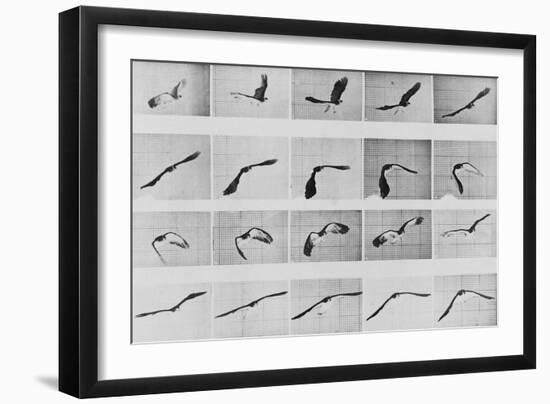 Album sur la décomposition du mouvement: Animal Locomotion: :perroquet volant-Eadweard Muybridge-Framed Giclee Print