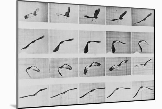 Album sur la décomposition du mouvement: Animal Locomotion: :perroquet volant-Eadweard Muybridge-Mounted Giclee Print