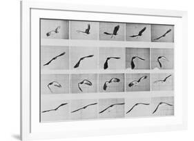 Album sur la décomposition du mouvement: Animal Locomotion: :perroquet volant-Eadweard Muybridge-Framed Giclee Print