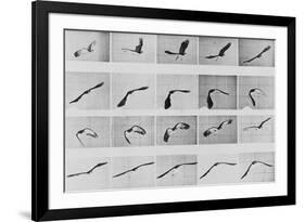 Album sur la décomposition du mouvement: Animal Locomotion: :perroquet volant-Eadweard Muybridge-Framed Giclee Print