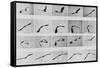 Album sur la décomposition du mouvement: Animal Locomotion: :perroquet volant-Eadweard Muybridge-Framed Stretched Canvas