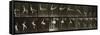 Album sur la décompostion du mouvement : "Animal locomotion", 1872/85-Eadweard Muybridge-Framed Stretched Canvas
