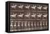 Album sur la décompostion du mouvement : "Animal locomotion  :Saut d'obstacle, cheval blanc-Eadweard Muybridge-Framed Stretched Canvas