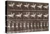 Album sur la décompostion du mouvement : "Animal locomotion  :Saut d'obstacle, cheval blanc-Eadweard Muybridge-Stretched Canvas