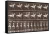 Album sur la décompostion du mouvement : "Animal locomotion  :Saut d'obstacle, cheval blanc-Eadweard Muybridge-Framed Stretched Canvas