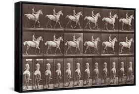 Album sur la décompostion du mouvement : "Animal locomotion  :Saut d'obstacle, cheval blanc-Eadweard Muybridge-Framed Stretched Canvas