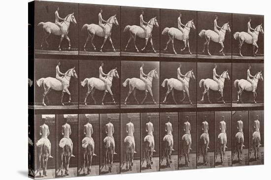 Album sur la décompostion du mouvement : "Animal locomotion  :Saut d'obstacle, cheval blanc-Eadweard Muybridge-Stretched Canvas