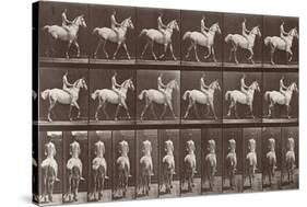 Album sur la décompostion du mouvement : "Animal locomotion  :Saut d'obstacle, cheval blanc-Eadweard Muybridge-Stretched Canvas