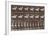 Album sur la décompostion du mouvement : "Animal locomotion  :Saut d'obstacle, cheval blanc-Eadweard Muybridge-Framed Giclee Print