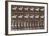 Album sur la décompostion du mouvement : "Animal locomotion  :Saut d'obstacle, cheval blanc-Eadweard Muybridge-Framed Giclee Print