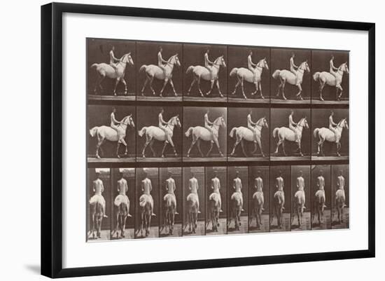 Album sur la décompostion du mouvement : "Animal locomotion  :Saut d'obstacle, cheval blanc-Eadweard Muybridge-Framed Giclee Print