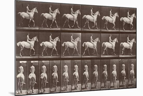 Album sur la décompostion du mouvement : "Animal locomotion  :Saut d'obstacle, cheval blanc-Eadweard Muybridge-Mounted Giclee Print