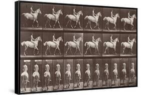 Album sur la décompostion du mouvement : "Animal locomotion  :Saut d'obstacle, cheval blanc-Eadweard Muybridge-Framed Stretched Canvas