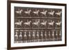 Album sur la décompostion du mouvement : "Animal locomotion  :Saut d'obstacle, cheval blanc-Eadweard Muybridge-Framed Giclee Print