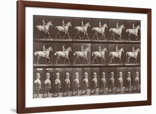 Album sur la décompostion du mouvement : "Animal locomotion  :Saut d'obstacle, cheval blanc-Eadweard Muybridge-Framed Giclee Print