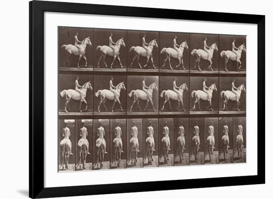 Album sur la décompostion du mouvement : "Animal locomotion  :Saut d'obstacle, cheval blanc-Eadweard Muybridge-Framed Giclee Print