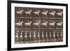 Album sur la décompostion du mouvement : "Animal locomotion  :Saut d'obstacle, cheval blanc-Eadweard Muybridge-Framed Giclee Print