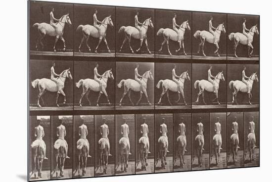 Album sur la décompostion du mouvement : "Animal locomotion  :Saut d'obstacle, cheval blanc-Eadweard Muybridge-Mounted Giclee Print