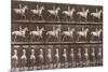 Album sur la décompostion du mouvement : "Animal locomotion  :Saut d'obstacle, cheval blanc-Eadweard Muybridge-Mounted Giclee Print