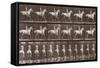 Album sur la décompostion du mouvement : "Animal locomotion  :Saut d'obstacle, cheval blanc-Eadweard Muybridge-Framed Stretched Canvas